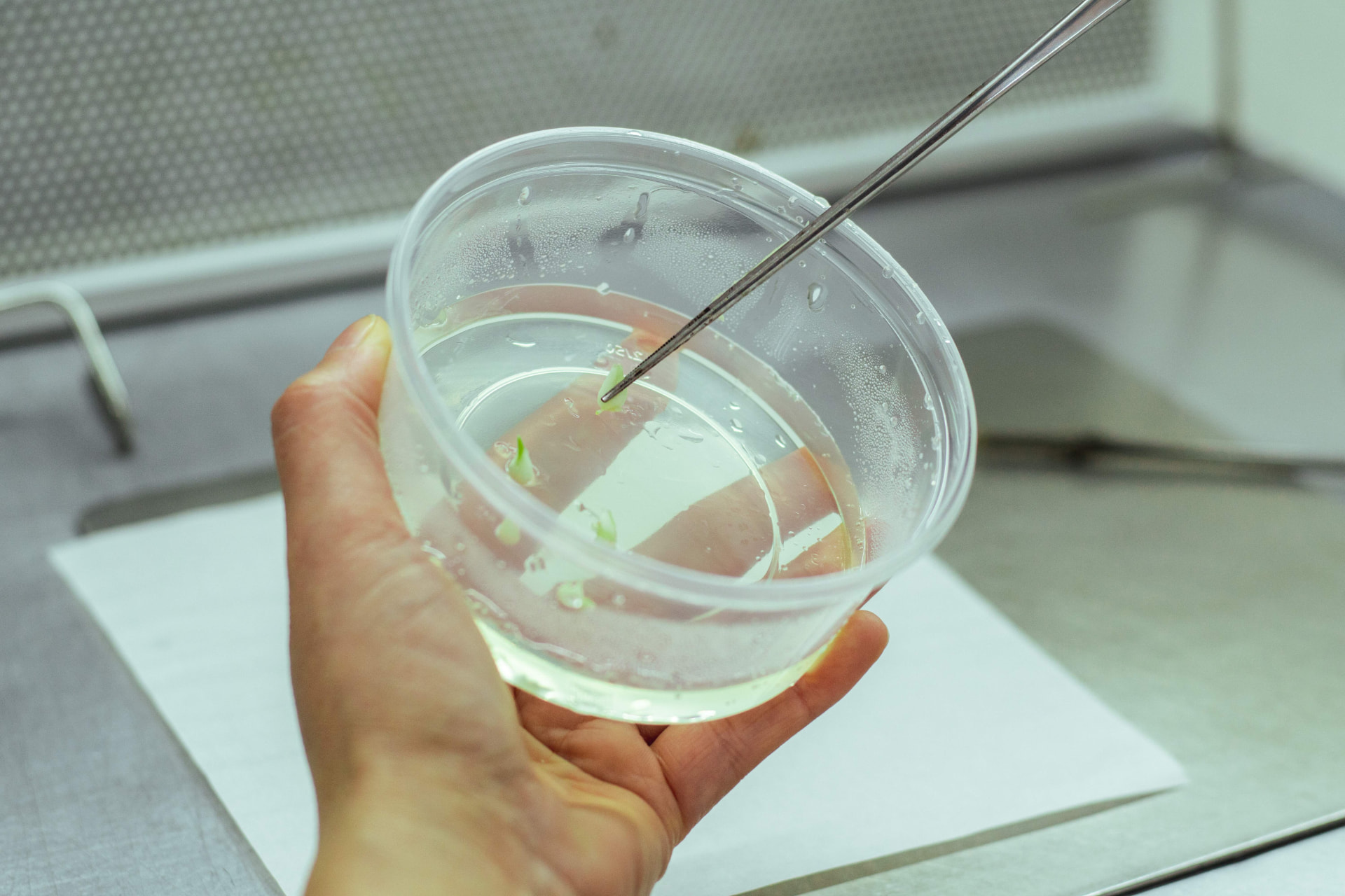 Preparación de muestras en laboratorio